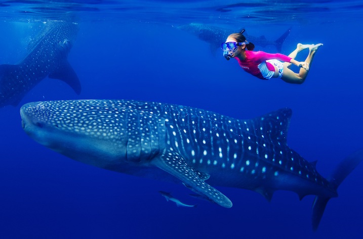 whale shark snorkelling fos sustainable certification medium 1