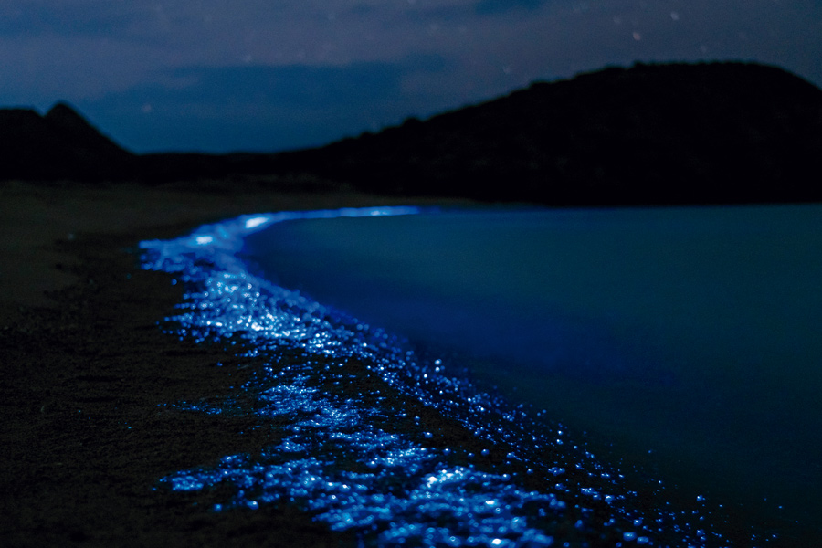 caliza bioluminiscencia